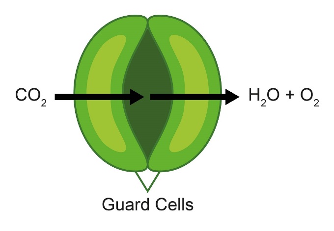 Figure 1: Schematic of the plant stomata. The guard cells open and close the stomata to allow the ingress of CO 2 and egress of H 2 O and O 2